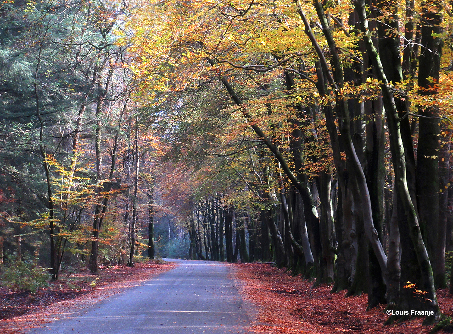 De entree van het Nationale Park de Hoge Veluwe in herfstsfeer - Foto: ©Louis Fraanje