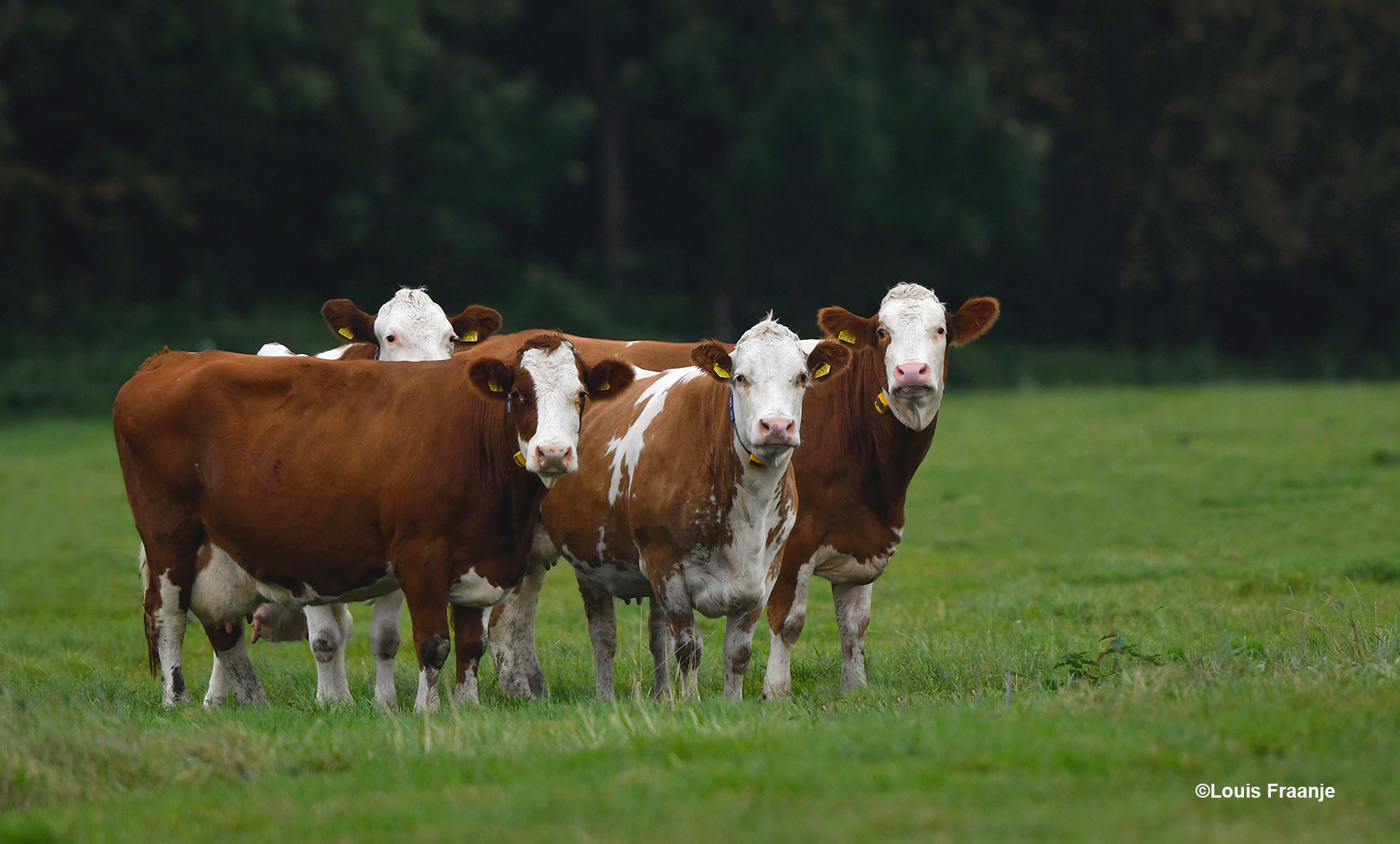 Zo stonden ze mooi op een rijtje te koekeloeren deze roodbonte 'deerns' - Foto: ©Louis Fraanje