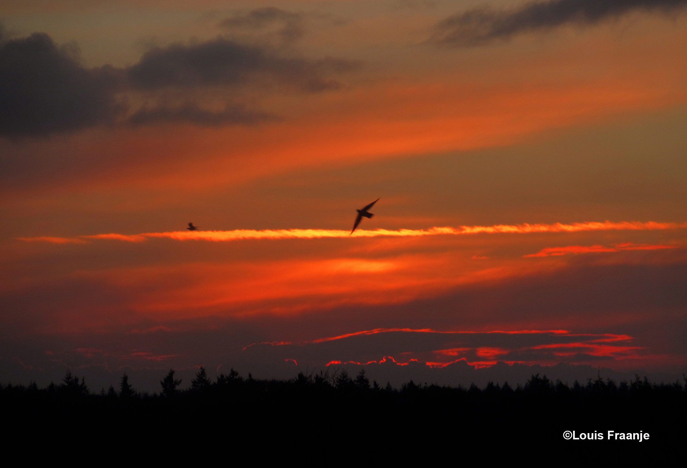 Vogels doorklieven het kleurrijk ochtendgloren - Foto: ©Louis Fraanje