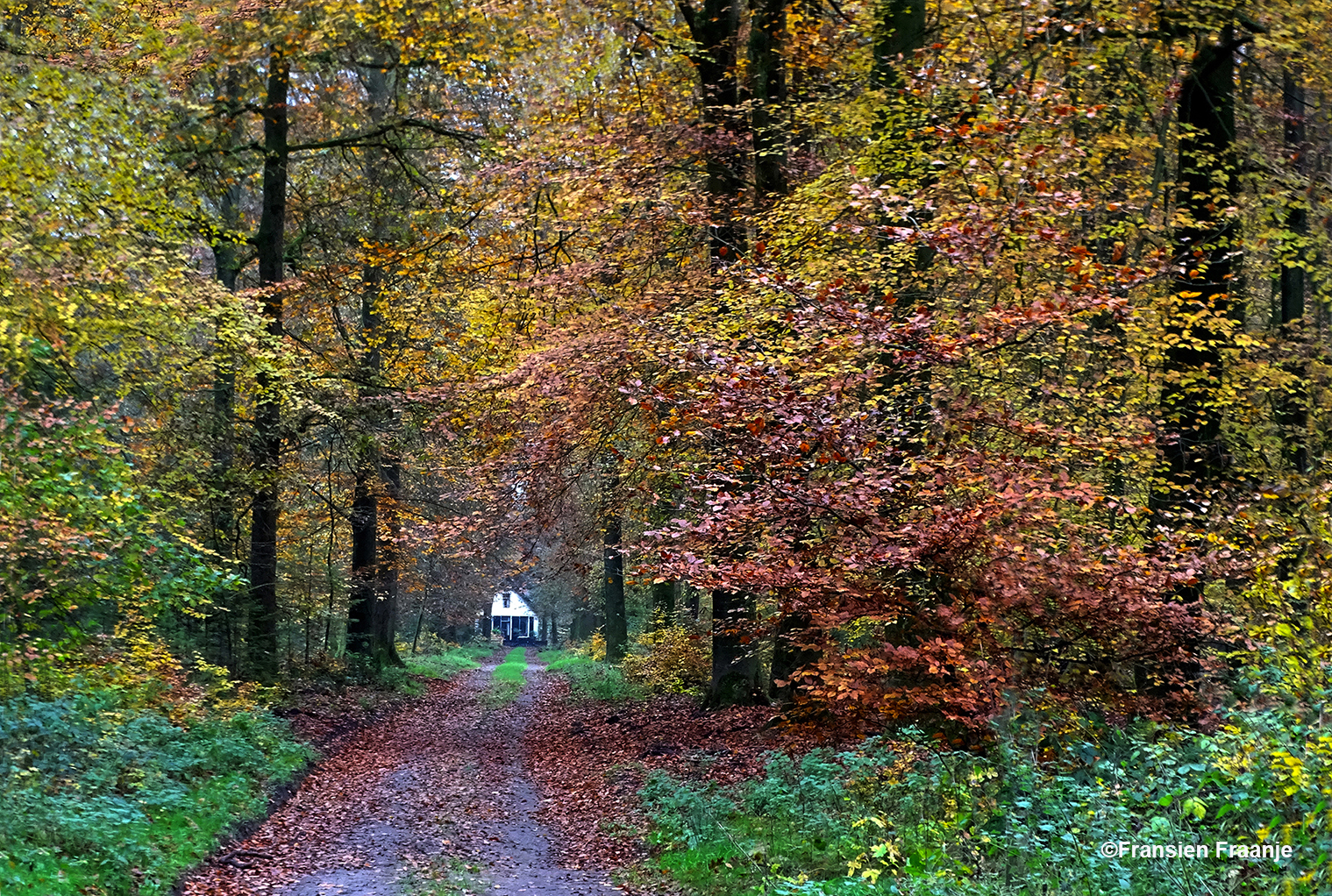 Kleurrijk bospad in de Boswachterij Kootwijk - Foto: ©Fransien Fraanje