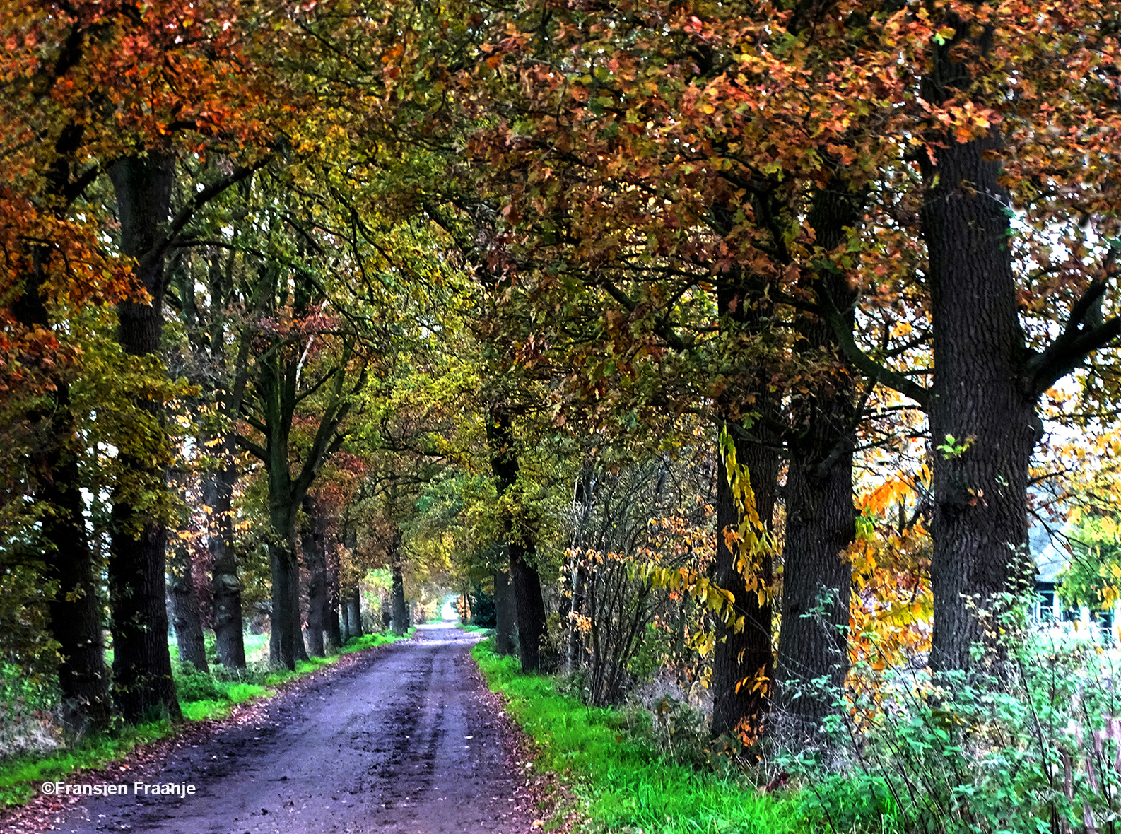 De Broekweg tussen Stroe en Kootwijkerbroek - Foto: ©Fransien Fraanje