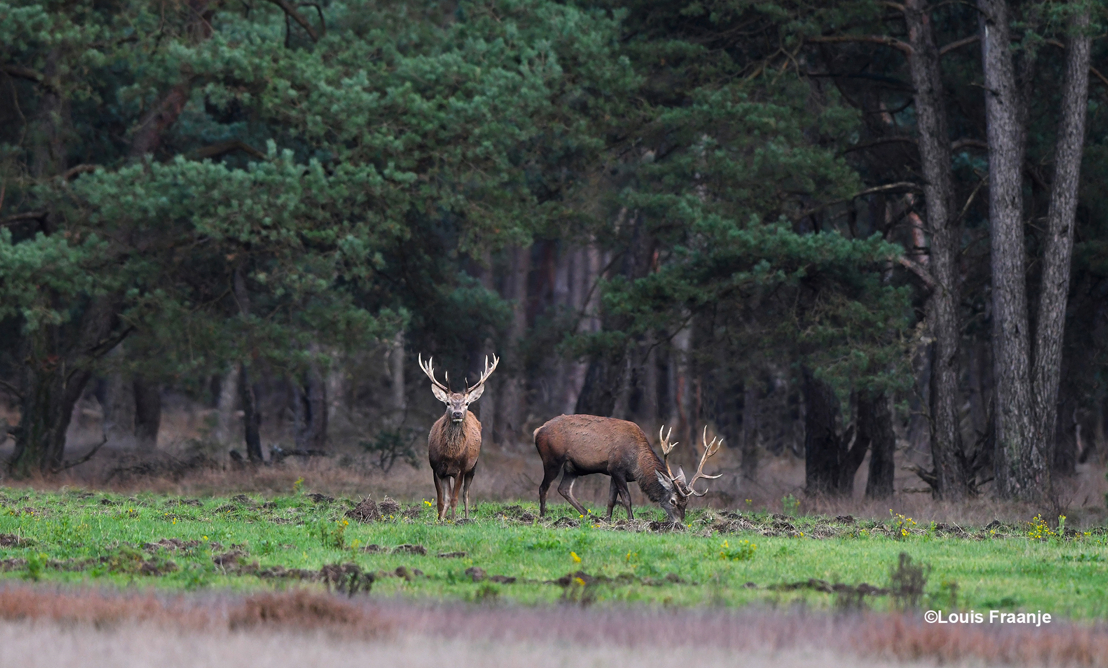 Aan de bosrand verschijnen een tweetal geweidragers - Foto:  ©Louis Fraanje