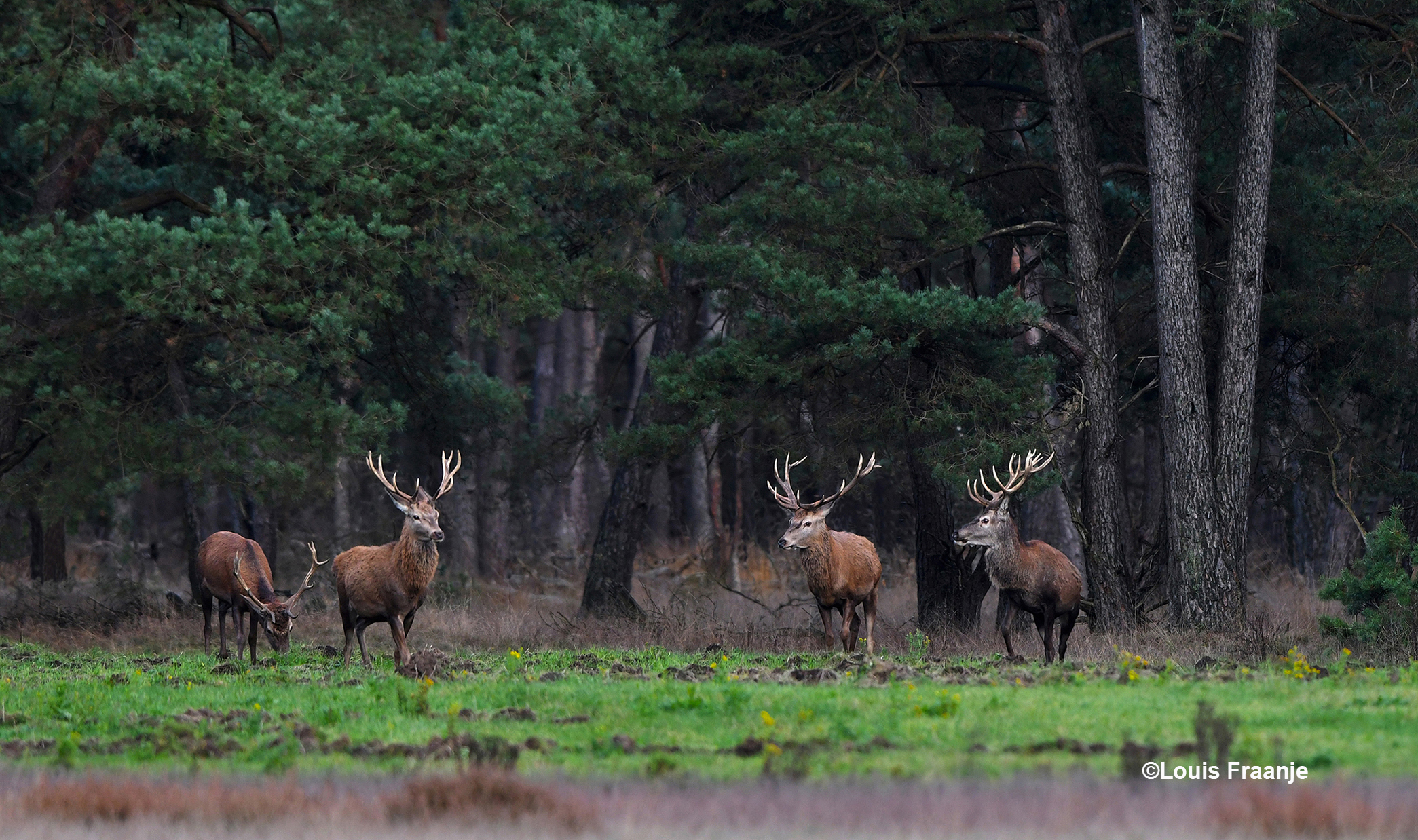 En even later nog twee soortgenoten... wat een verrassing! - Foto:  ©Louis Fraanje