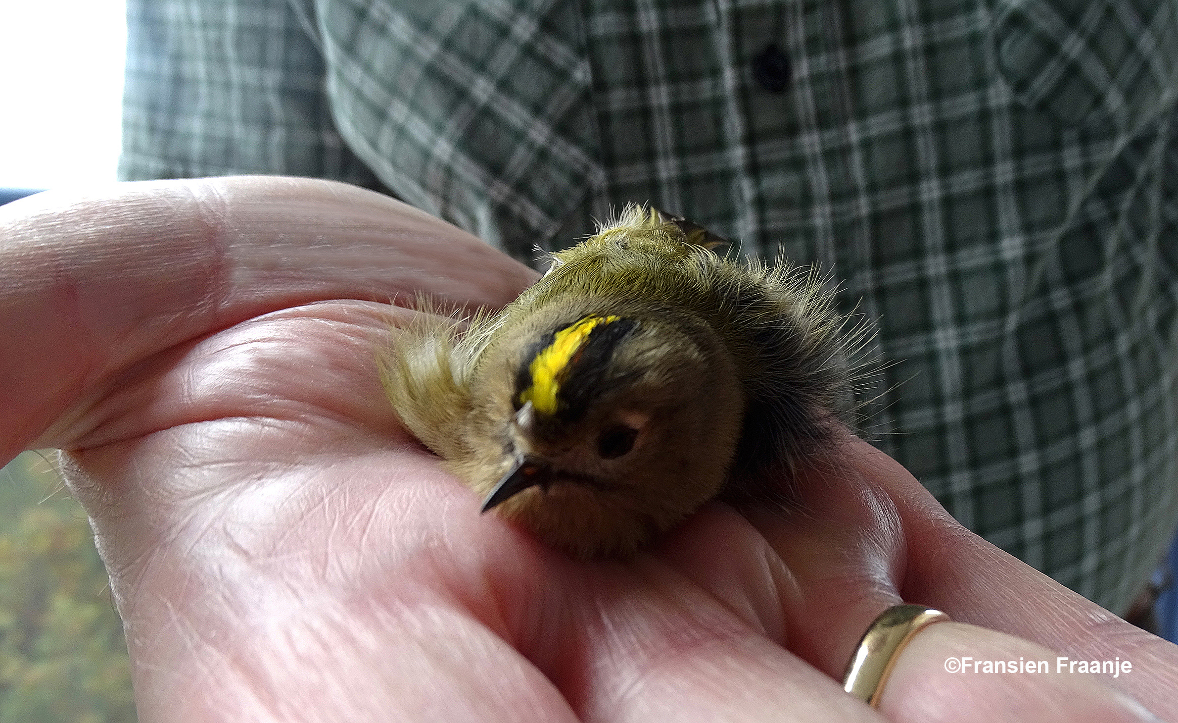 Zo'n piepklein vogeltje in een grote hand – Foto: ©Fransien Fraanje