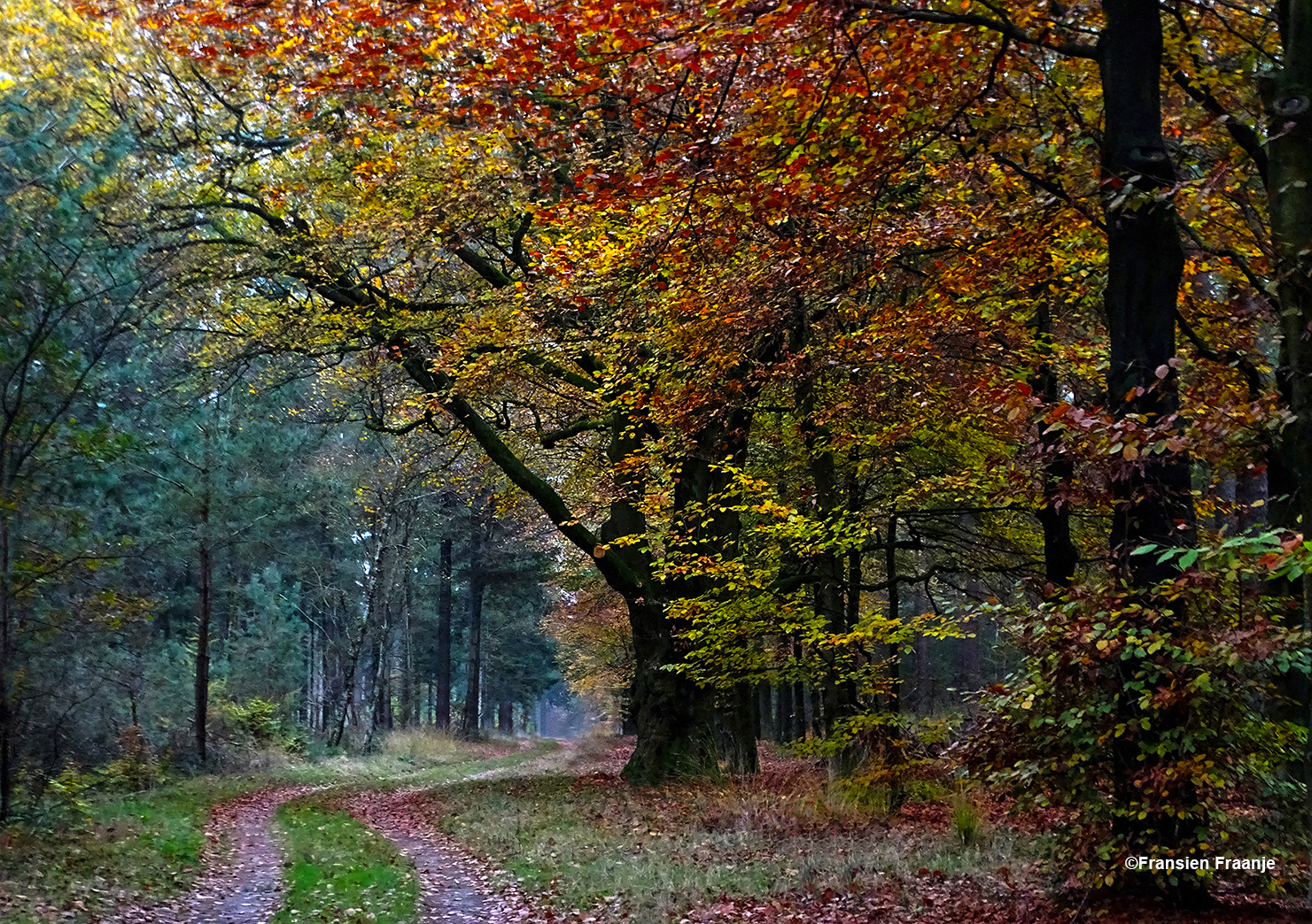 Oude zandweg op de Hoge Veluwe - Foto: ©Fransien Fraanje