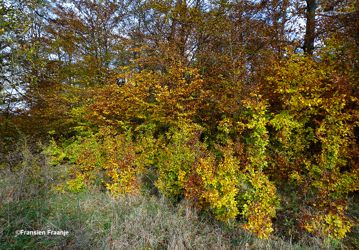 Kleurenspel als een herfstorgel in de natuur - Foto: ©Fransien Fraanje