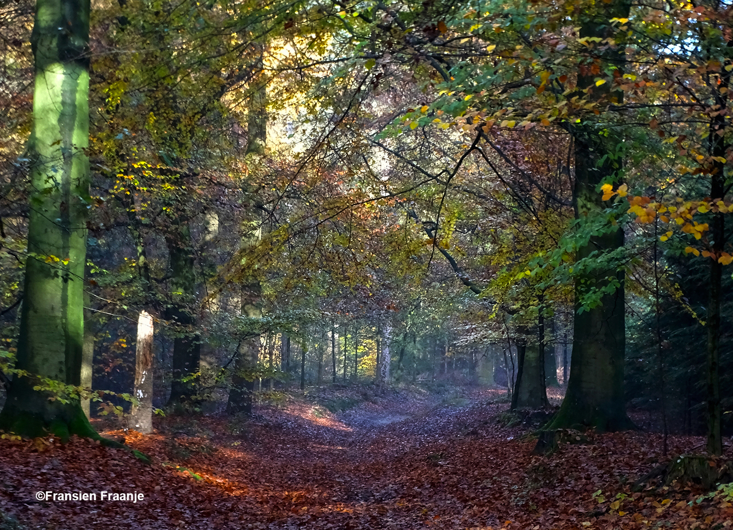 Oude beukenlaan in de omgeving van Lunteren - Foto: ©Fransien Fraanje