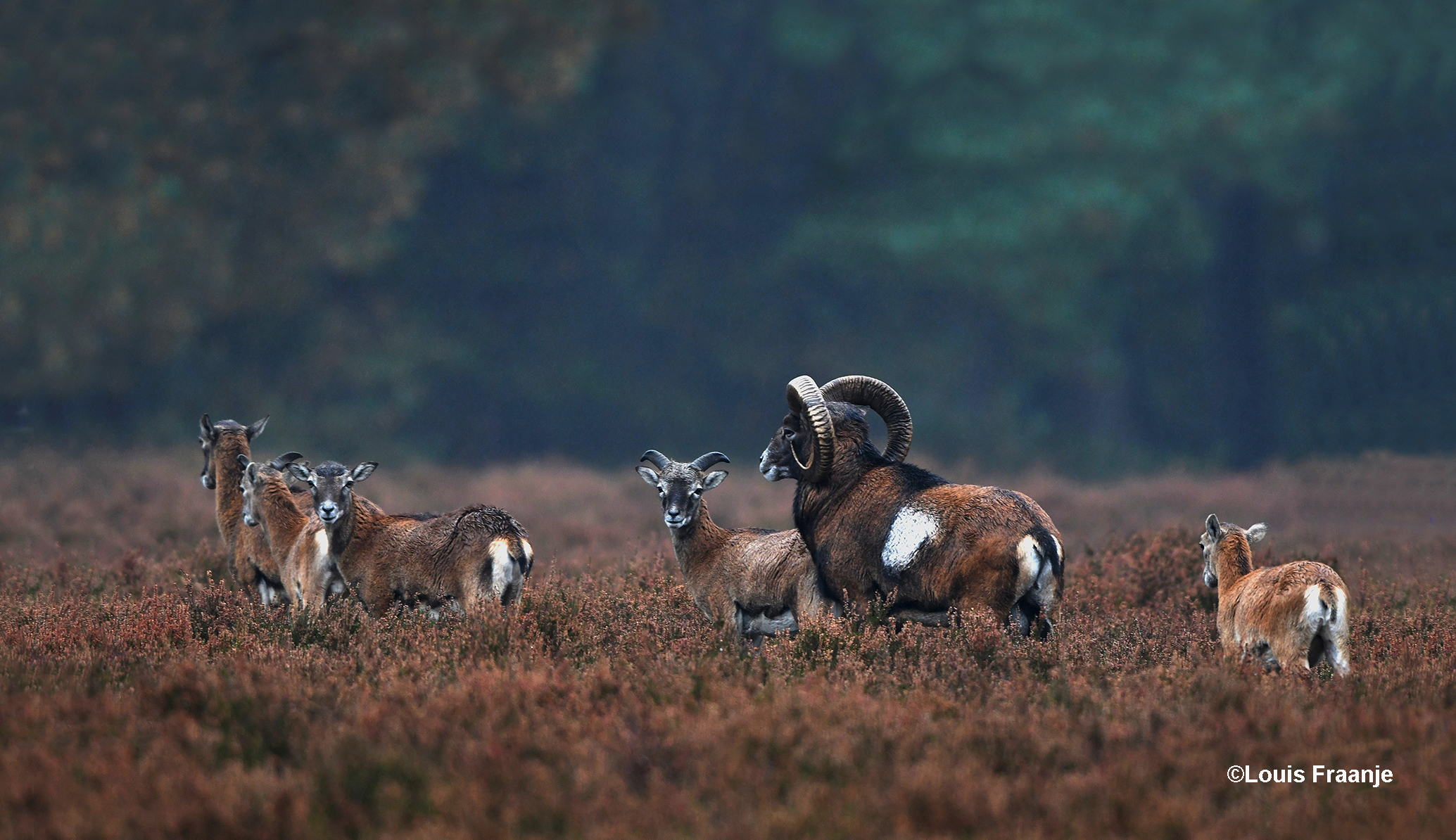 Een moeflonram met een kleine kudde ooien in de heide - Foto: ©Louis Fraanje