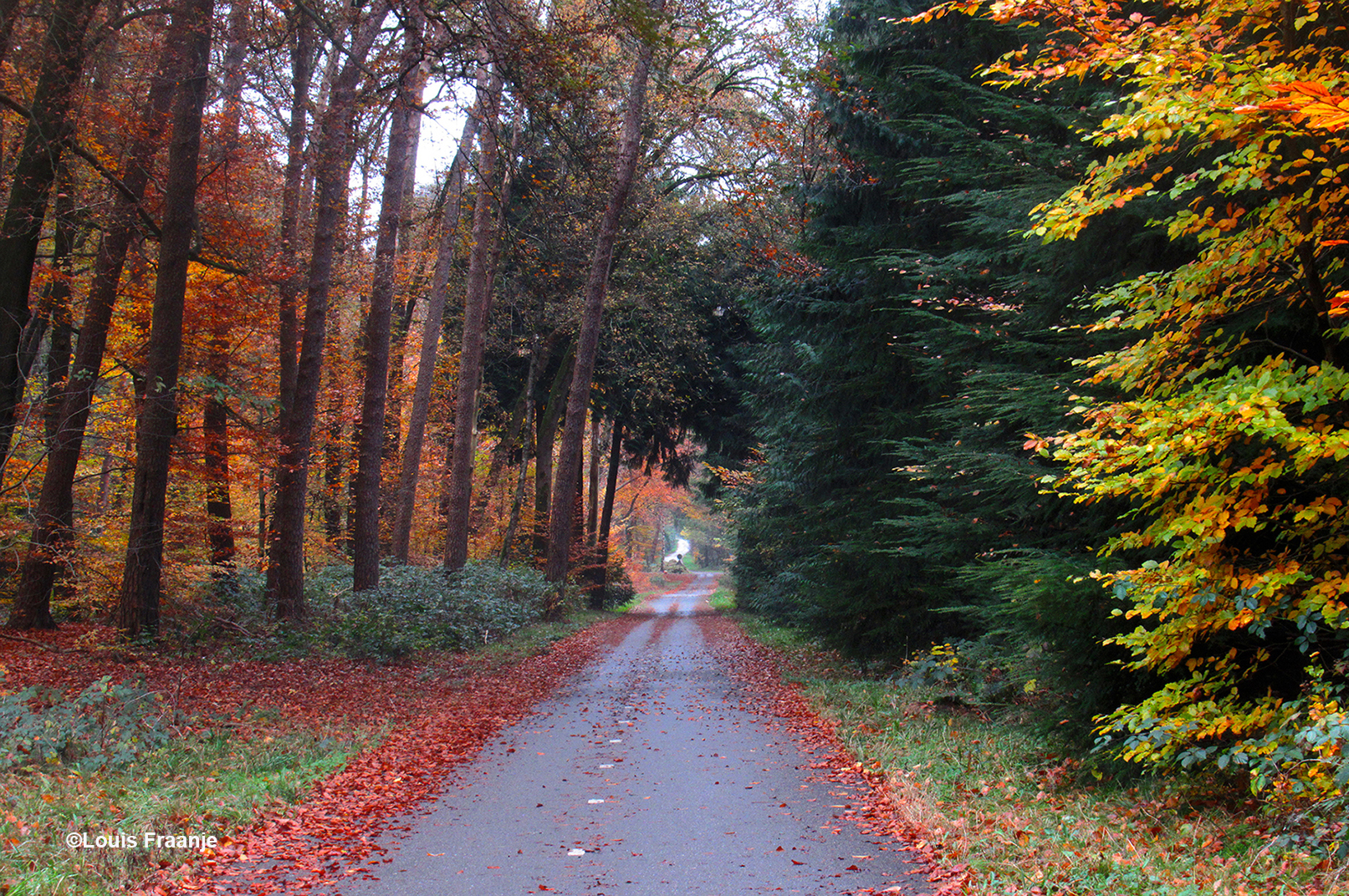 Het fietspad naast de Wekeromseweg in noordelijke richting - Foto: ©Louis Fraanje