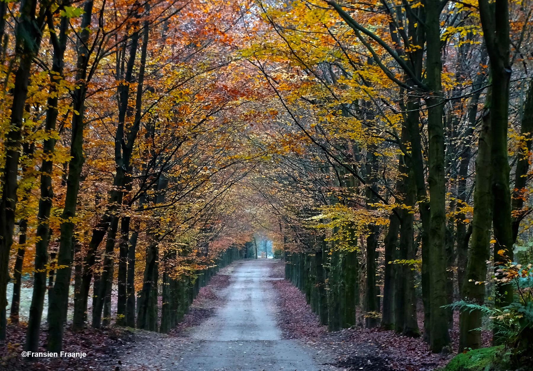 De landweg naar Landgoed De Valouwe omzoomd door jonge beuken - Foto: ©Fransien Fraanje