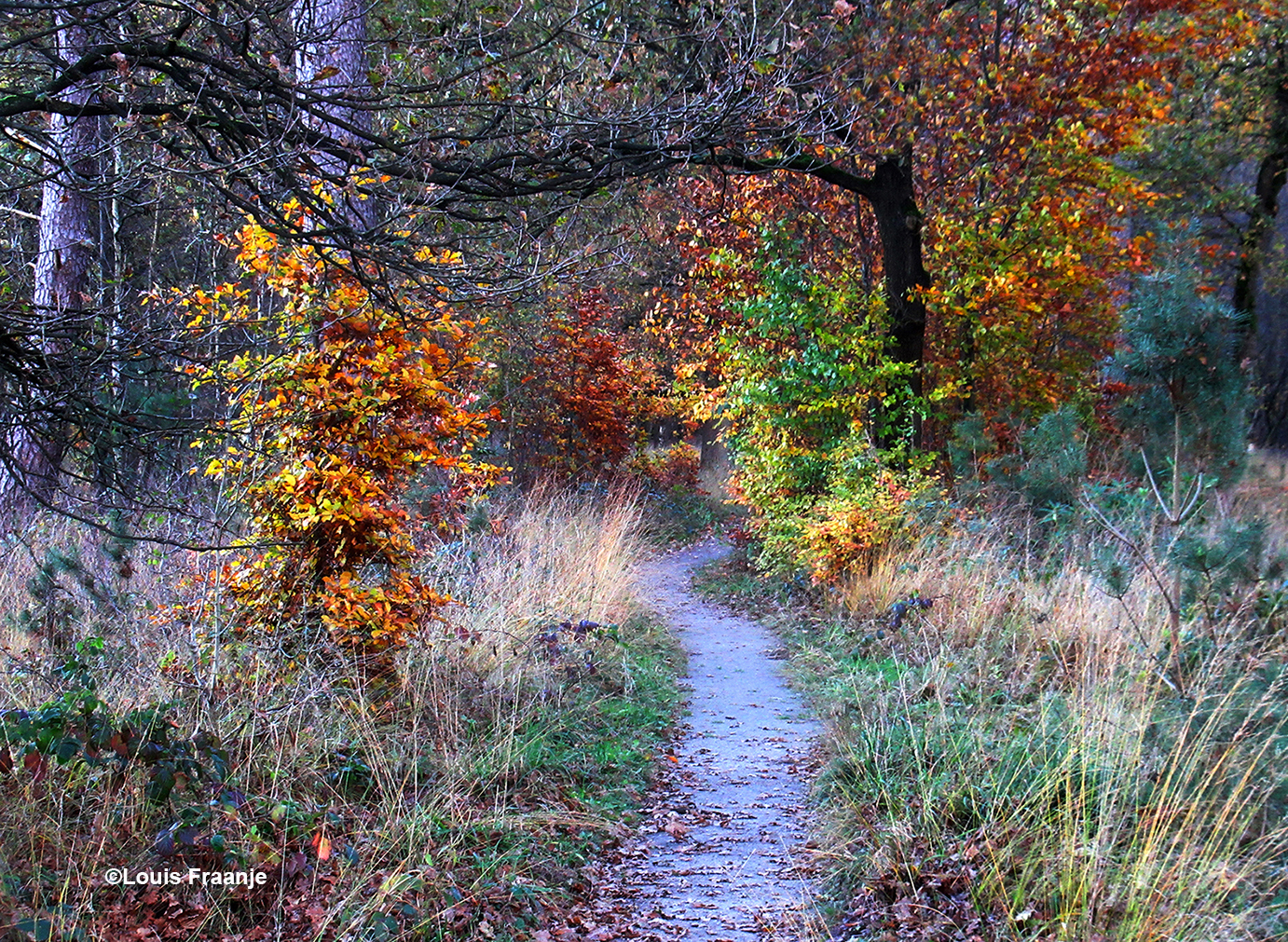 Zo zwerven we verder tussen de kleuren van de herfst - Foto: ©Louis Fraanje