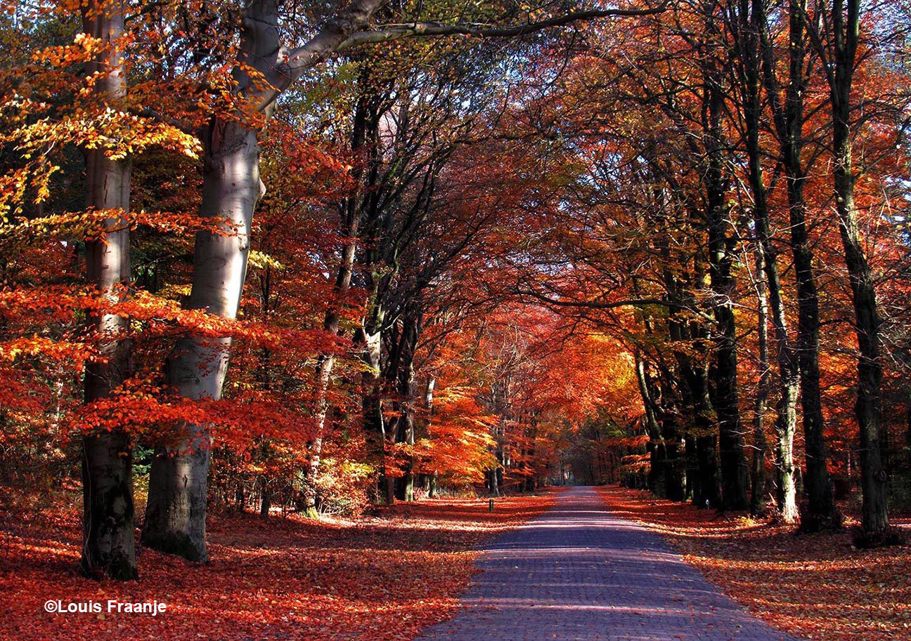 Herfstdecor op de Houtkampweg met aan beide kanten prachtige oude beukenbomen- Foto: ©Louis Fraanje