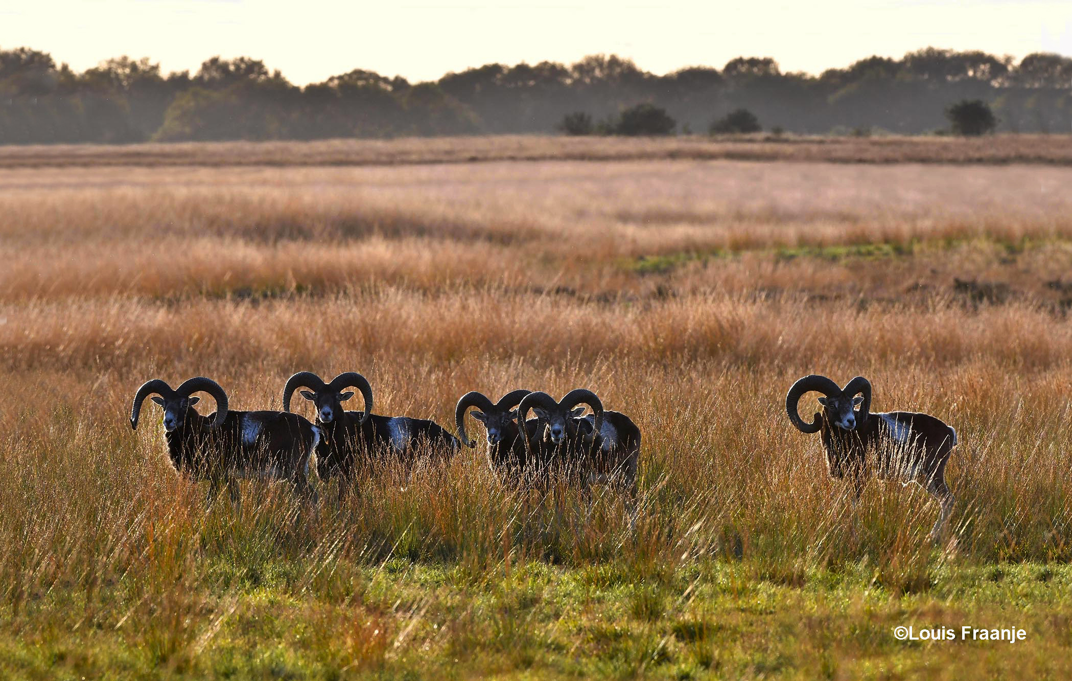 Moeflons op het Reemsterveld - Foto: ©Louis Fraanje