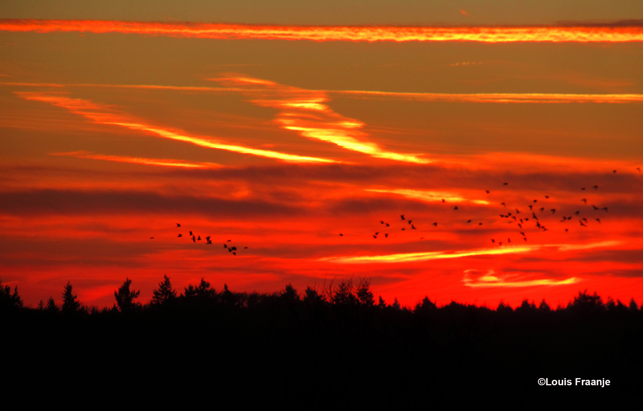 Dan komt er ineens een hele zwerm vroege vogels langsvliegen - Foto: ©Louis Fraanje